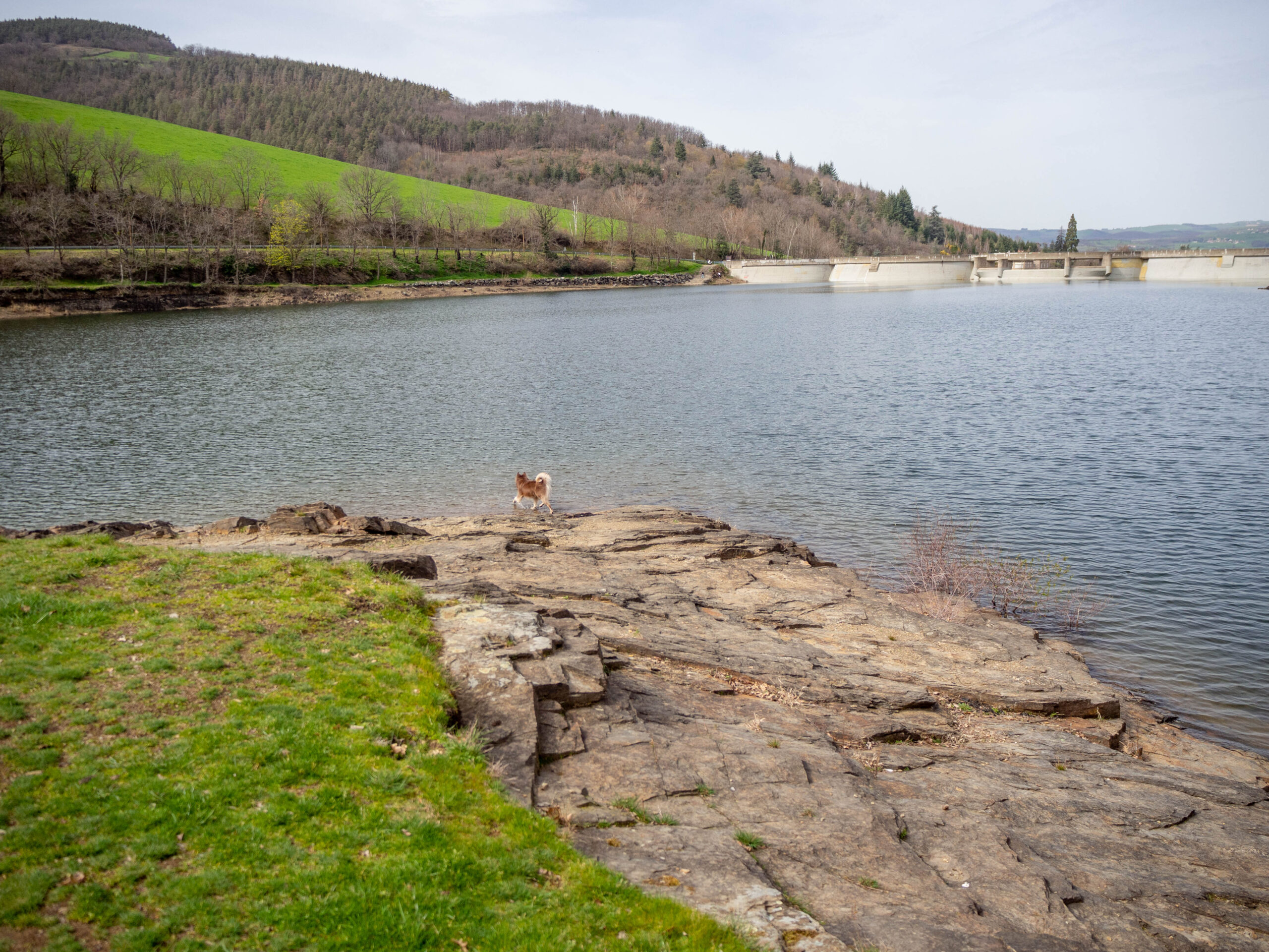 séance photo dans la loire pour animaux de compagnie, saint chamond, rhône alpes, photographe professionnelle, pet friendly photography