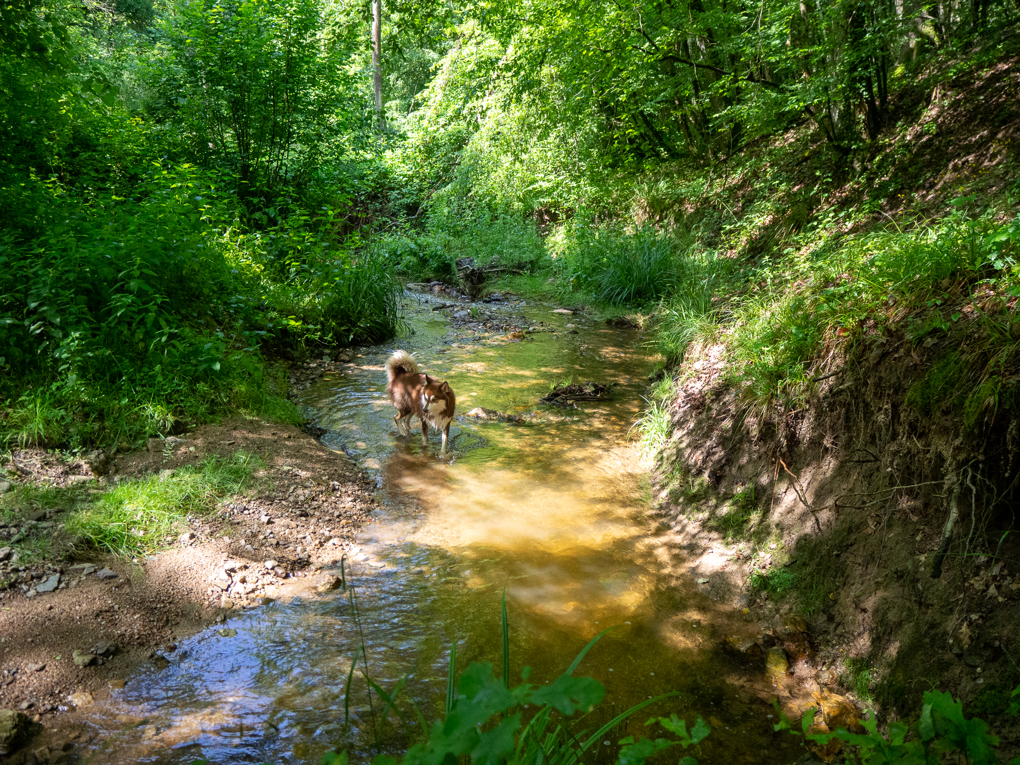 séance photo dans la loire pour animaux de compagnie, saint victor sur loire, rhône alpes, photographe professionnelle, pet friendly photography