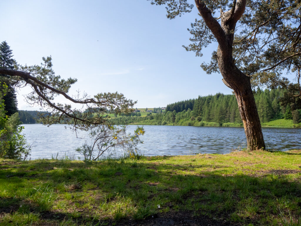 Photographe canin dans la Loire Villars 42