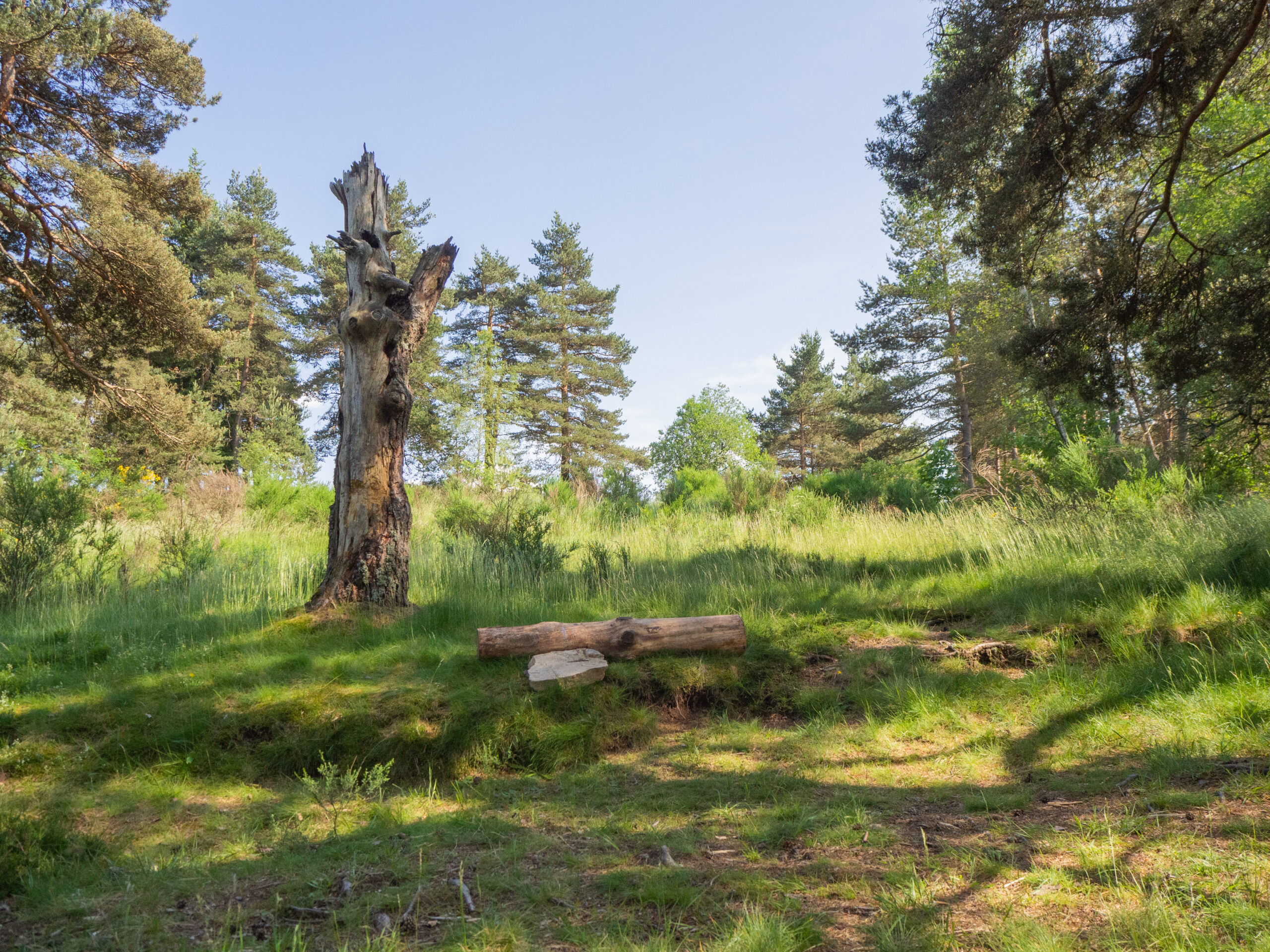 Lieux des séances photos dans la Loire pour animaux de compagnies