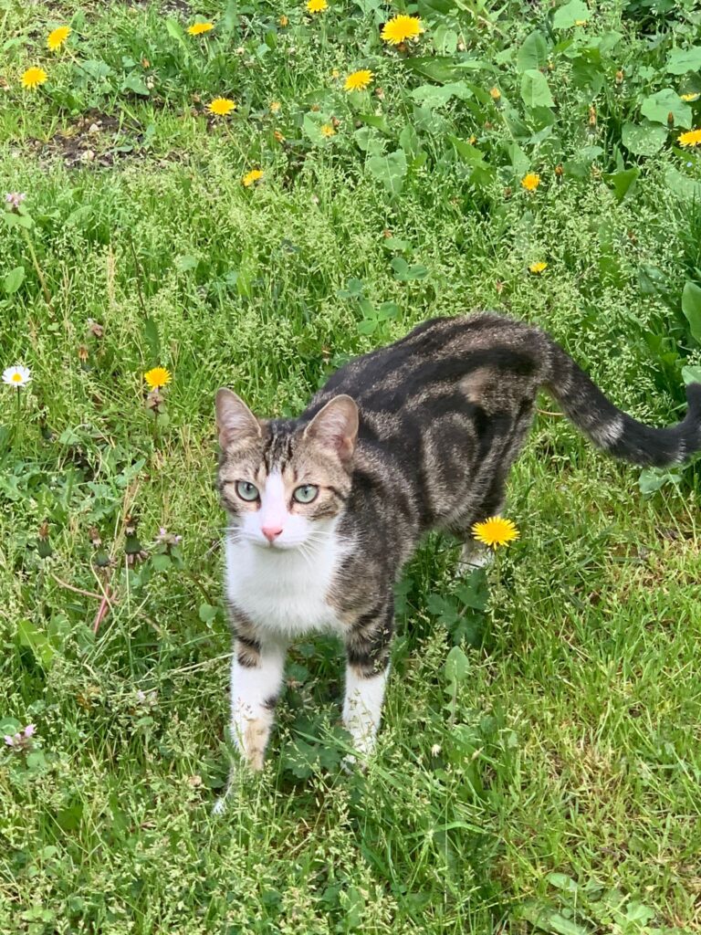chat à l'adoption Les p'tits canous
nos protégés actuellement à l'adoption