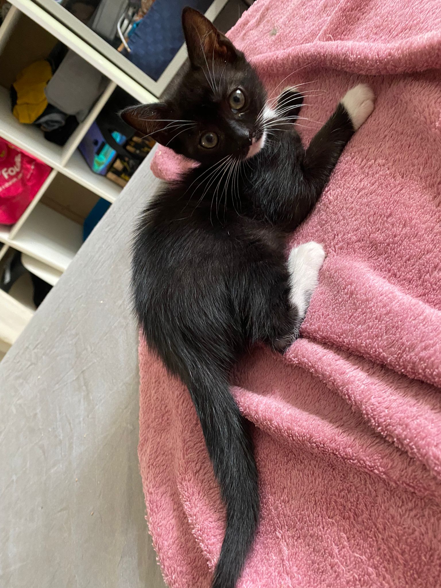chat à l'adoption Les p'tits canous
nos protégés actuellement à l'adoption
