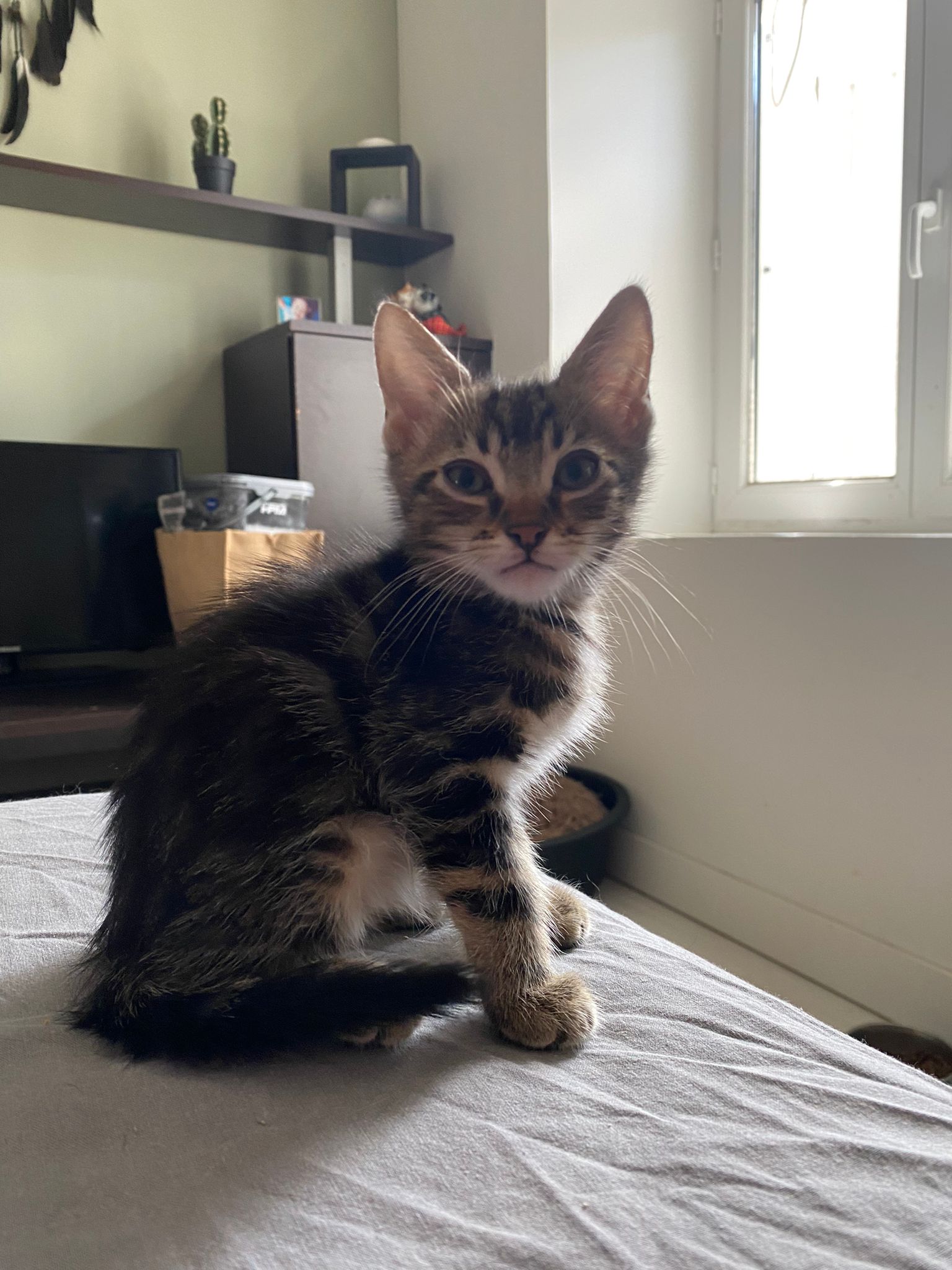 chat à l'adoption Les p'tits canous
nos protégés actuellement à l'adoption