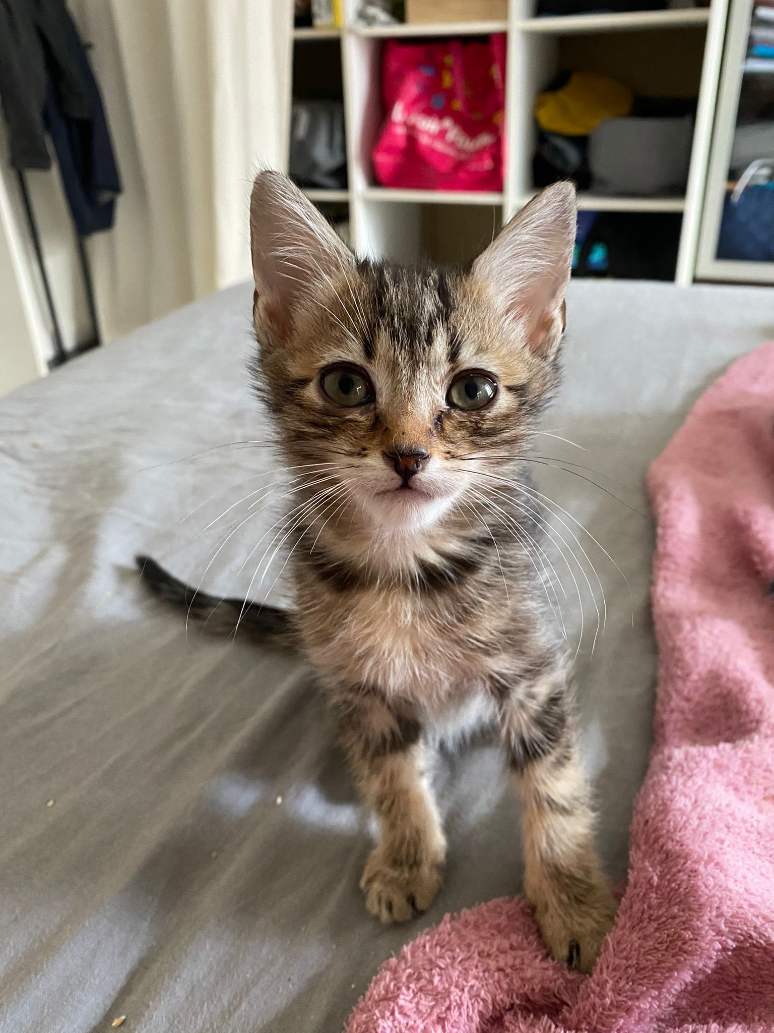 chat à l'adoption Les p'tits canous
nos protégés actuellement à l'adoption
