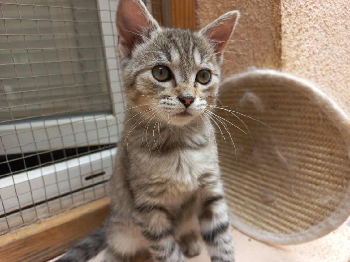 chat à l'adoption Les p'tits canous
