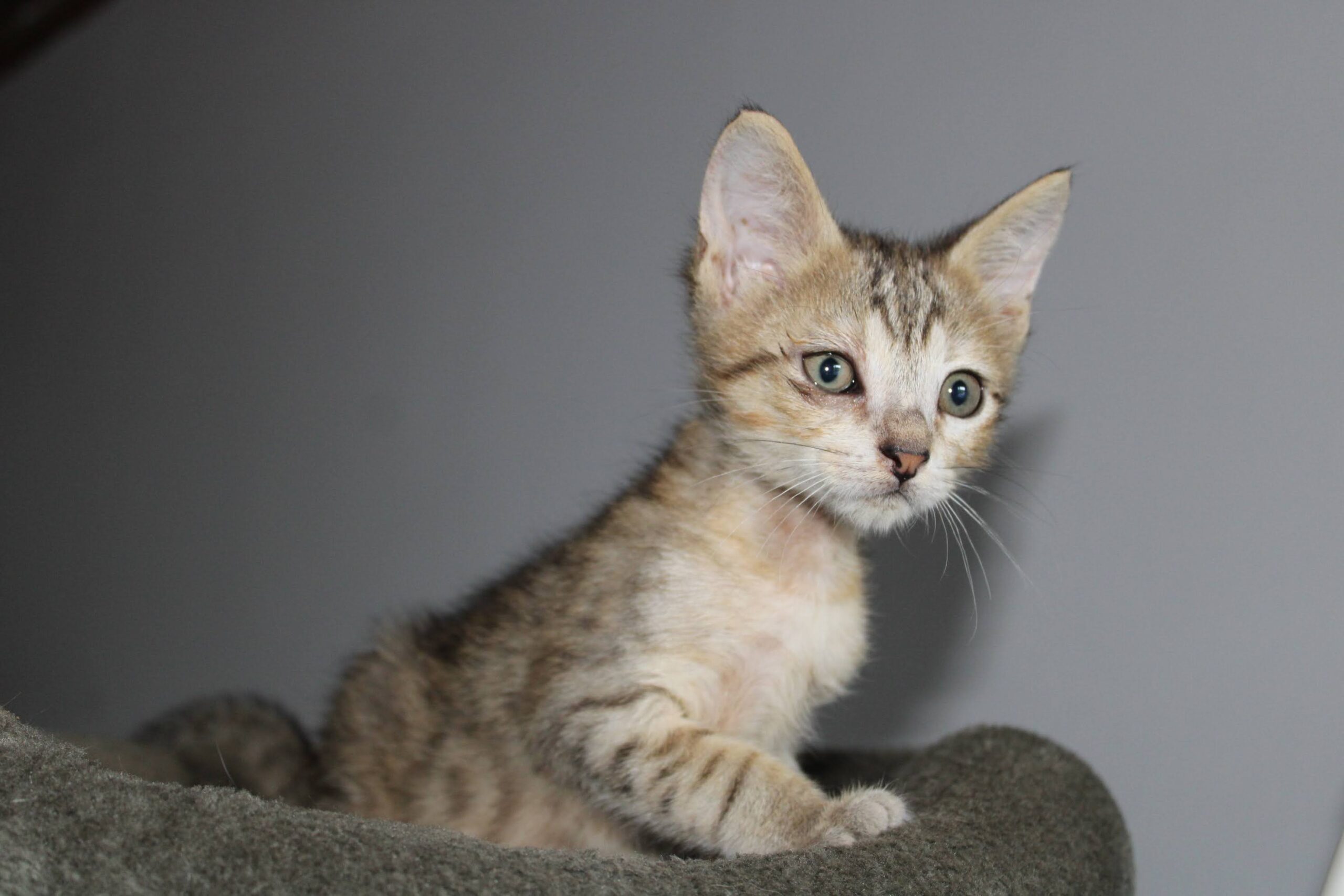 chat à l'adoption Les p'tits canous
nos protégés actuellement à l'adoption