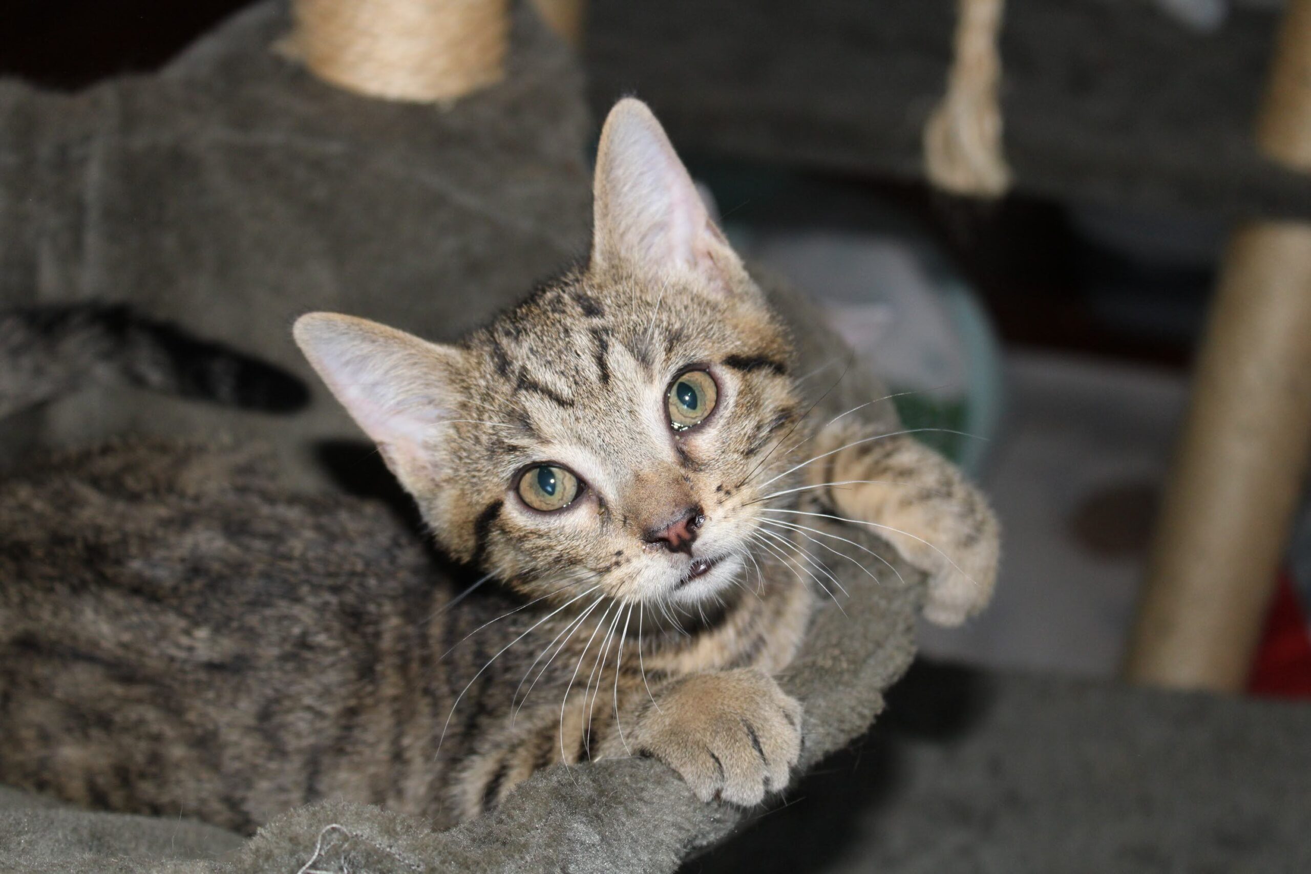 chat à l'adoption Les p'tits canous
nos protégés actuellement à l'adoption