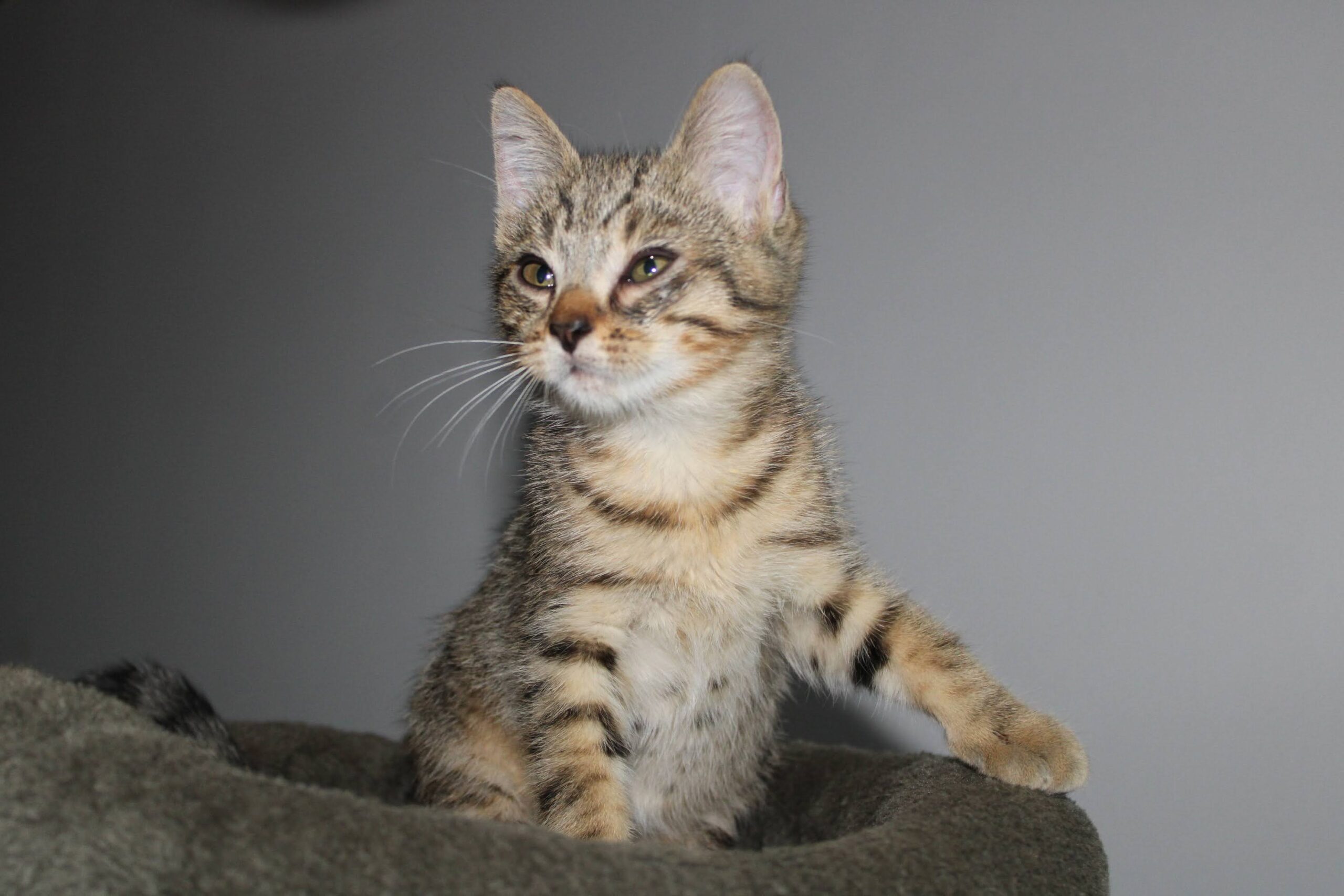 chat à l'adoption Les p'tits canous
nos protégés actuellement à l'adoption