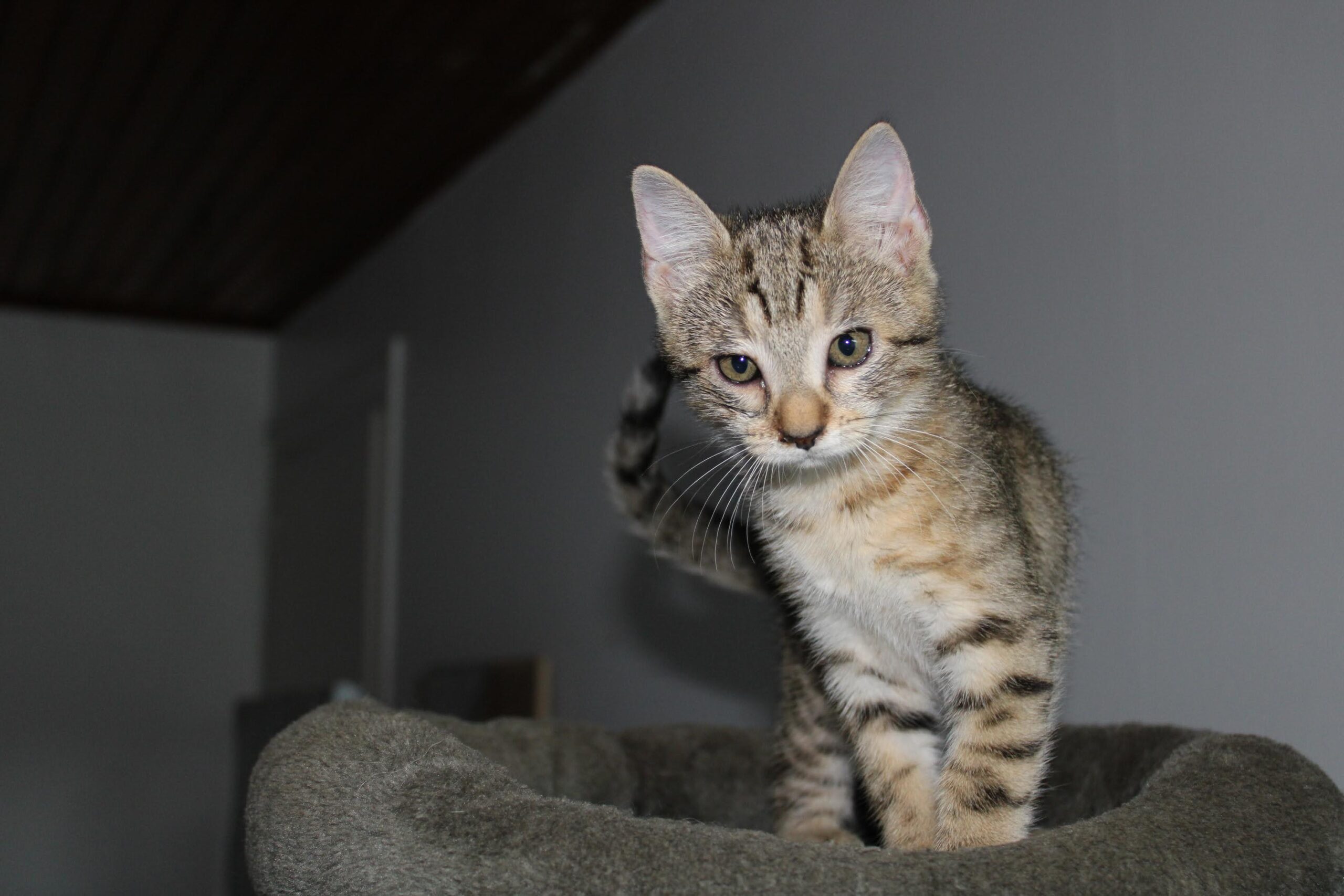 chat à l'adoption Les p'tits canous
nos protégés actuellement à l'adoption