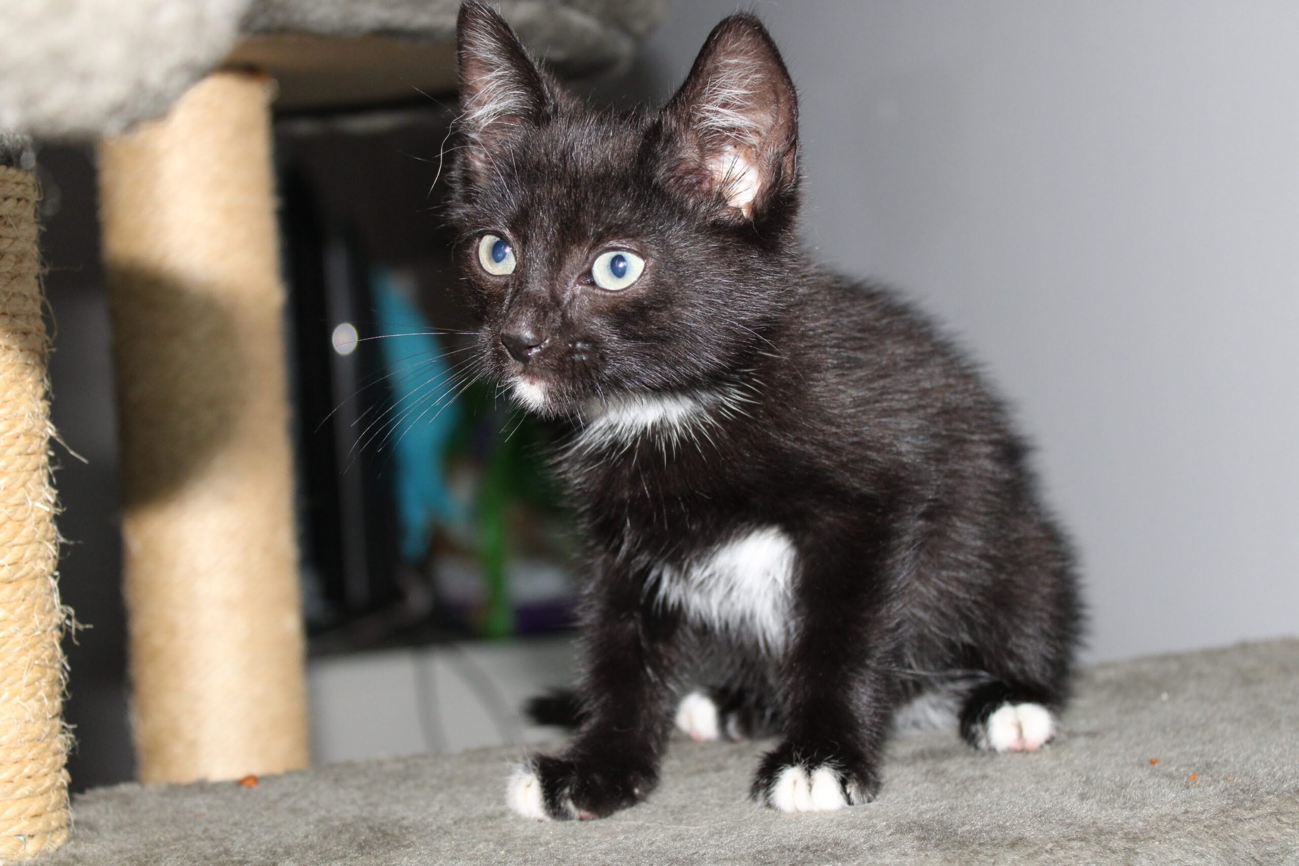 chat à l'adoption Les p'tits canous
nos protégés actuellement à l'adoption