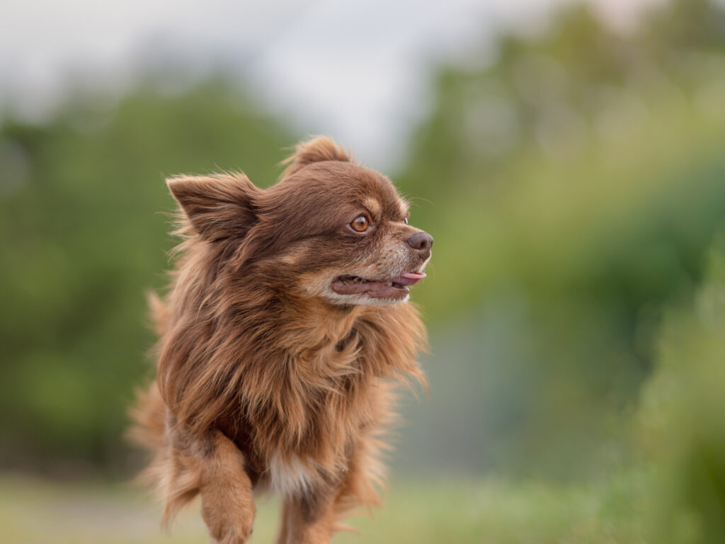 pet friendly photography photographe pour les animaux de compagnie dans la loire