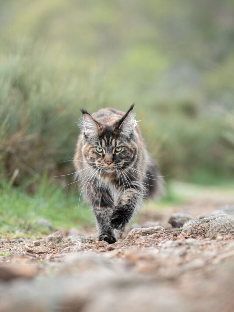 pet friendly photography photographe pour les animaux de compagnie dans la loire