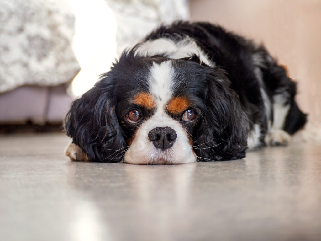 Photographe canin dans la Loire, Villars 42