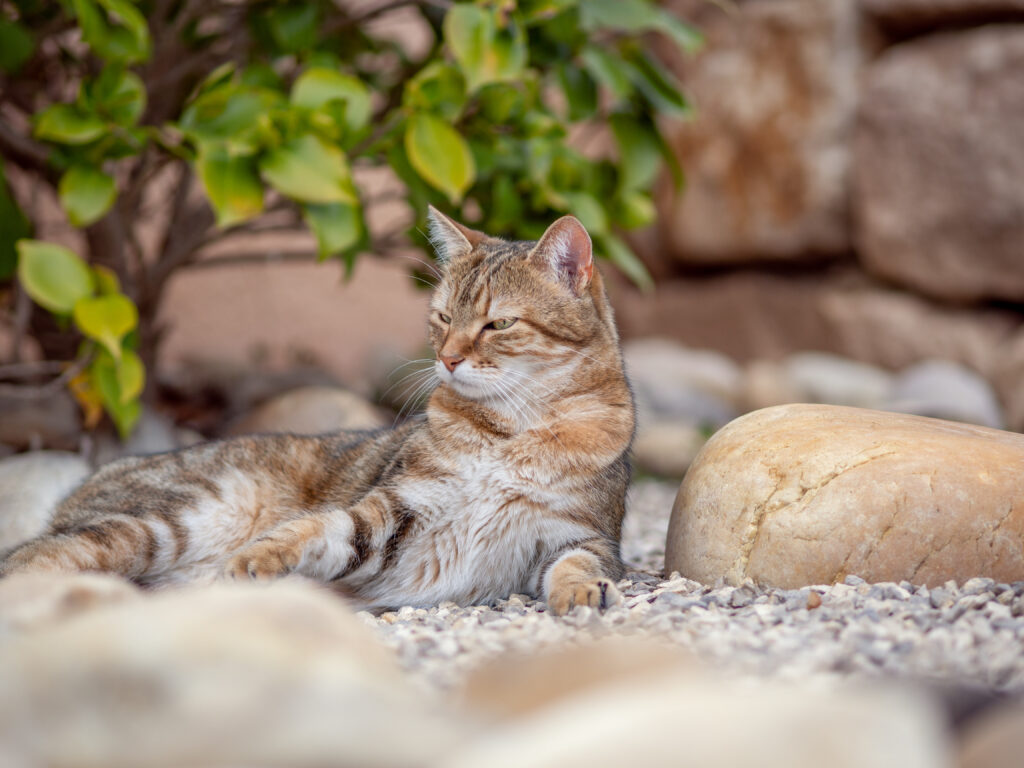 pet friendly photography photographe pour les animaux de compagnie dans la loire
