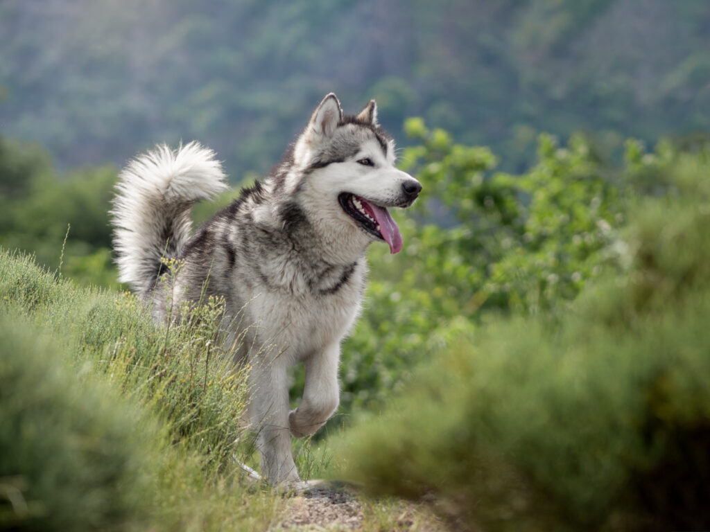 pet friendly photography photographe pour les animaux de compagnie dans la loire