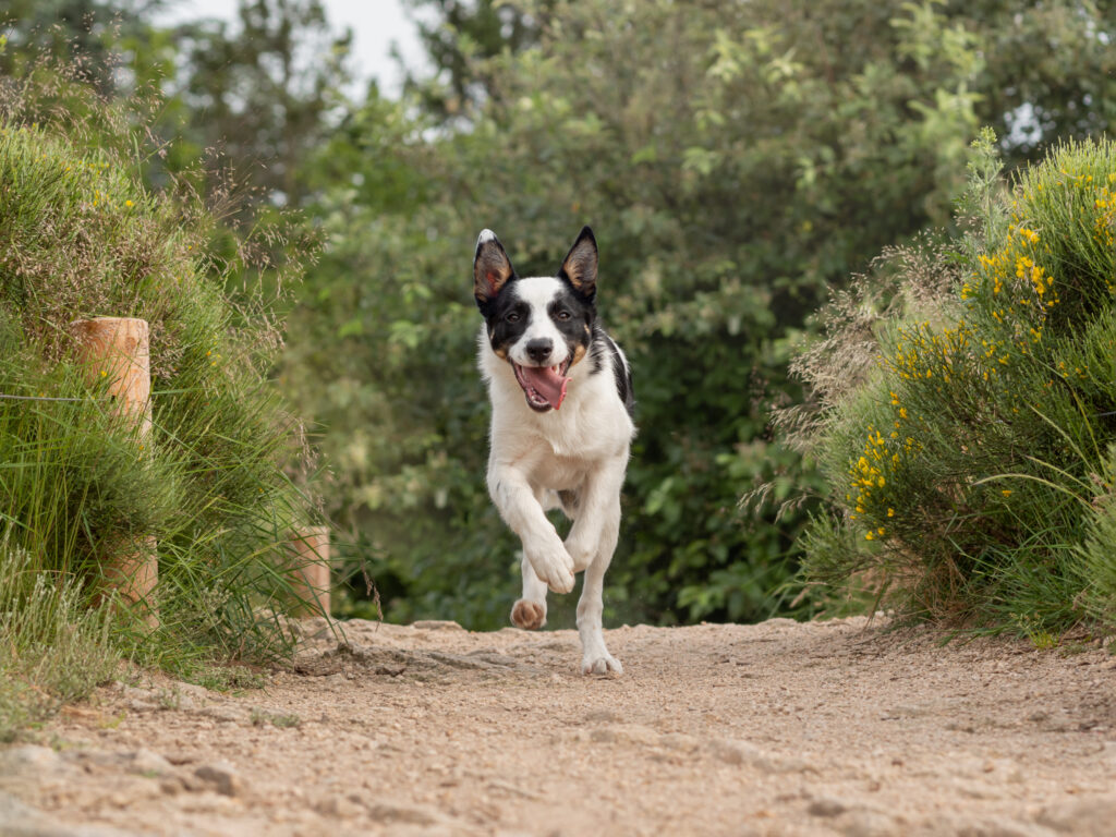 pet friendly photography photographe pour les animaux de compagnie dans la loire