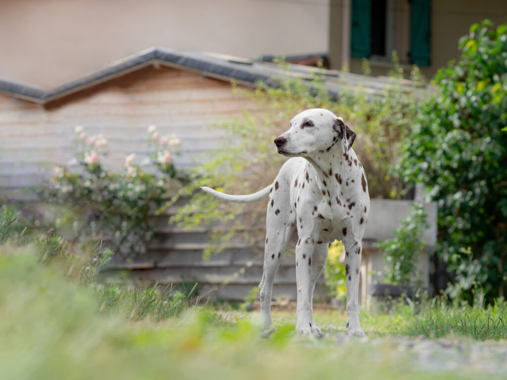 Photographe canin dans la loire, Villars 42