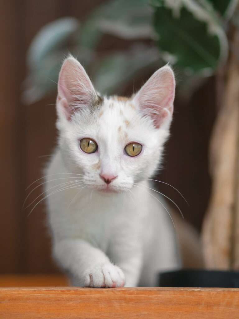 pet friendly photography photographe pour les animaux de compagnie dans la loire