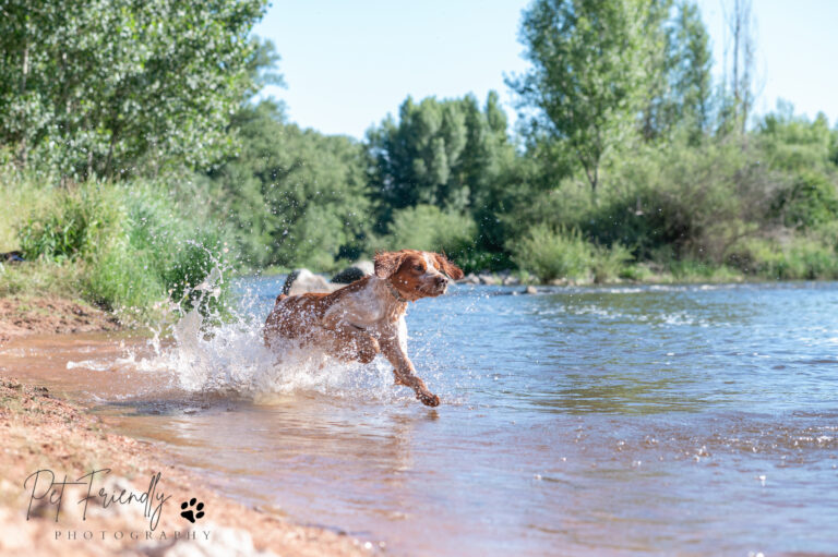 Relation Homme et Animaux de compagnies